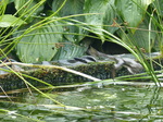 FZ007917 Jumping Marsh frogs (Pelophylax ridibundus) on ledge.jpg